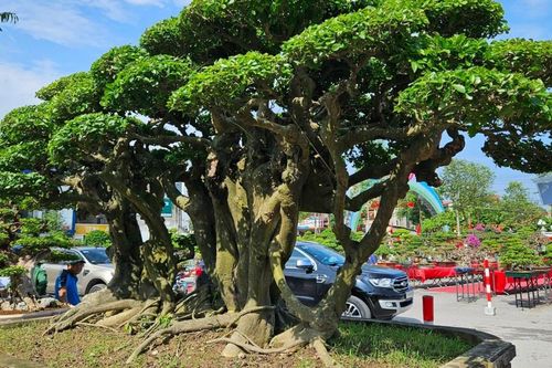 Độc đáo tác phẩm 'cây' tiền tỷ tại Festival Chí Linh – Hải Dương 2023.