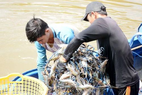 Kiên Giang kỷ luật 4 tổ chức đảng và 76 đảng viên