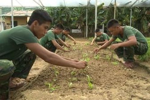 Lực lượng vũ trang Đà Nẵng tăng gia sản xuất để 'nuôi quân khỏe, huấn luyện giỏi'