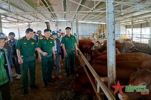 Trung đoàn 726 (Binh đoàn 16) tổ chức tập huấn kỹ thuật chăn nuôi trâu, bò sinh sản cho người dân vùng biên giới