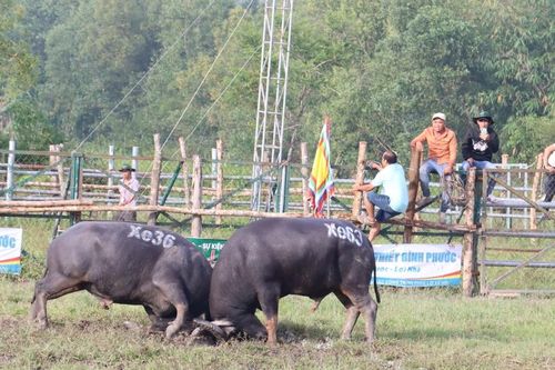 Tưng bừng Hội chọi trâu Đình thần Tân Khai – Hớn Quản, Bình Phước