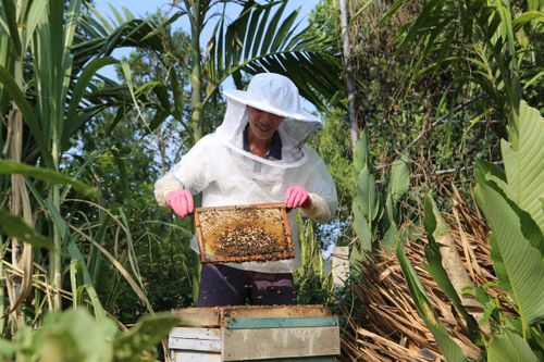 Người dân miền núi làm giàu bằng nghề nuôi ong nội