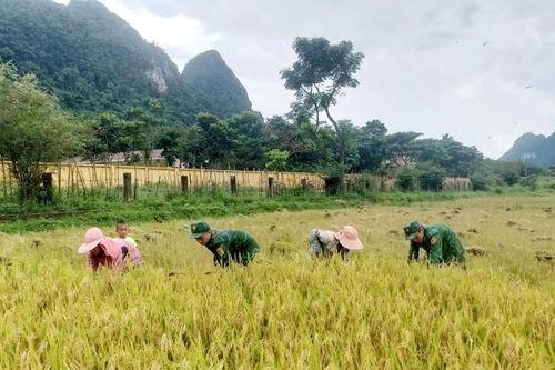 Hỗ trợ đồng bào Rục gặt lúa chạy lũ