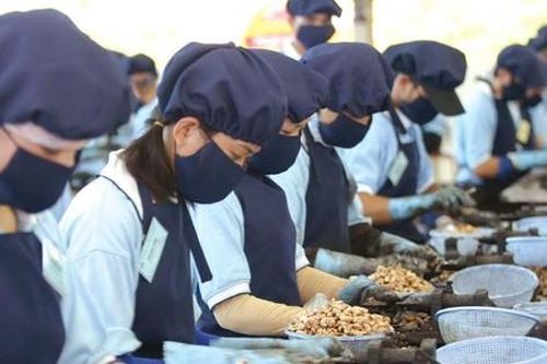 Là 'ngôi sao' xuất khẩu tỷ USD, vì sao hạt điều bị kiểm dịch quá gắt?
