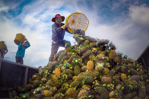 Giá nông sản đua nhau lập kỷ lục, nông dân thắng lớn