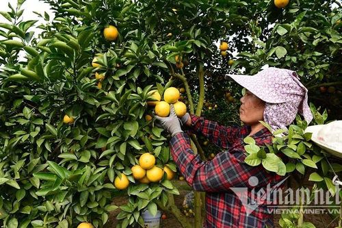 Thu gần 100 triệu tấn nông sản, cuối năm chỉ lo vấn đề thị trường