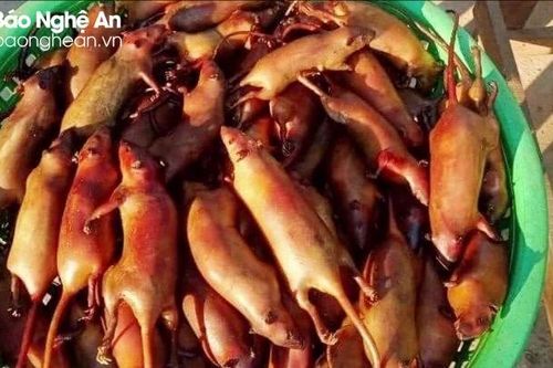'Chợ' chuột đồng Yên Thành mỗi ngày giao dịch hàng tấn thịt