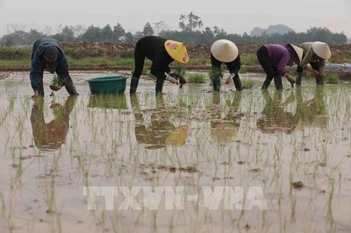 Canh tác hữu cơ tăng thu nhập cho nông dân