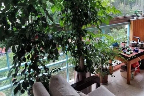 Cô gái trẻ chọn cách 'sống khác' ngay trong căn hộ nhỏ ở thành phố