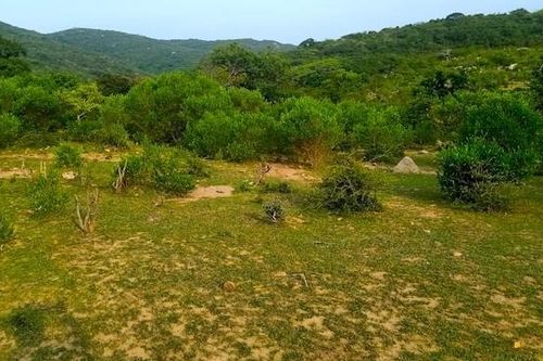 Ninh Thuận lên tiếng về dự án 100 biệt thự nghỉ dưỡng giữa rừng Núi Chúa