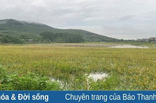 Đi qua những mùa mưa