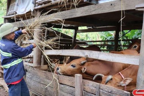 Nông dân Chiềng Khương nuôi gia súc nhốt chuồng