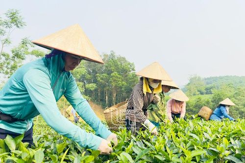 Phú Hội đi lên từ cây chè