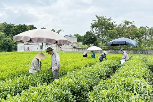 Ứng dụng khoa học - kỹ thuật vào sản xuất nông nghiệp ở Đồng Hỷ