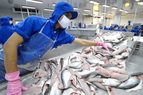 Thủy sản Nam Việt (ANV): Kỳ vọng phục hồi mạnh với lợi thế chuỗi giá trị khép kín