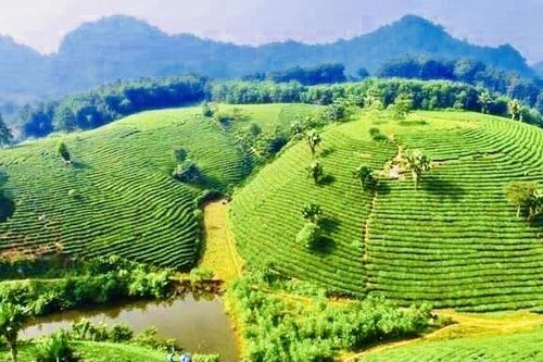 Phân bón Văn Điển: Gia tăng giá trị cho vùng chè sạch phía Bắc