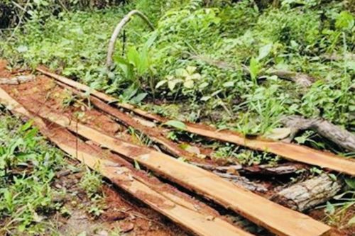 Gia Lai: Trên 13 ha rừng bị tàn phá