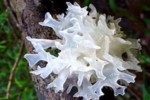 Mộc nhĩ trắng chữa bệnh gì?
