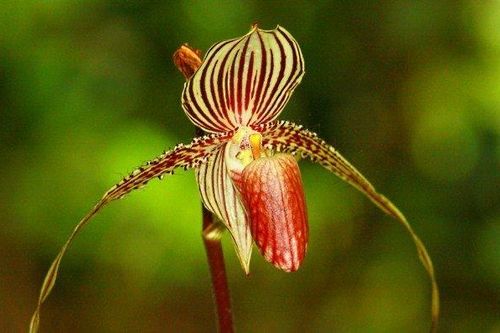 Cận cảnh loài hoa được canh giữ nghiêm ngặt vì 15 năm mới nở một lần và chỉ mọc ở quốc gia duy nhất