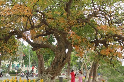 Hương sắc mùa Thu Hà Nội
