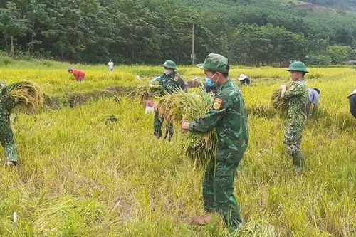 Quảng Bình: Những ruộng lúa trĩu hạt thắm tình quân dân nơi biên giới