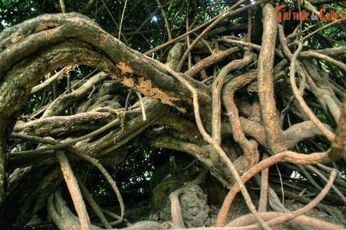 Cây cổ thụ uốn éo như rắn, được 'phong thần' ở Thảo Cầm Viên Sài Gòn