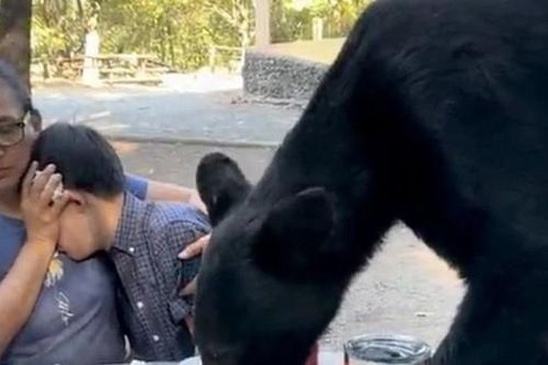Video con gấu đói lao vào tiệc sinh nhật, người mẹ nhanh trí cứu mạng con trai