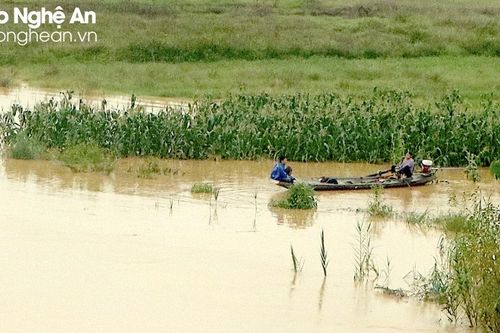 Nông dân Thượng Tân Lộc chèo thuyền thu hoạch ngô bị ngập úng ở bãi bồi ven sông Lam