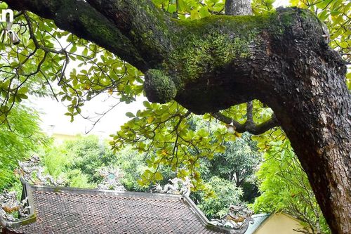 Thành Vinh - một miền di sản