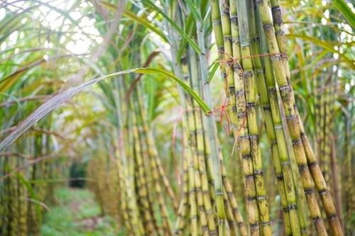 Mía đường Sơn La sẽ chia cổ tức bằng tiền tỷ lệ 150%