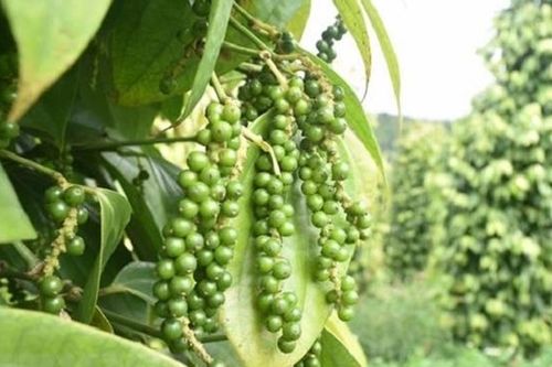 Giá trị song hành để xuất khẩu gia vị thắng lớn