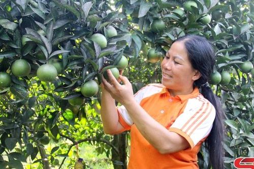 Nữ giám đốc hợp tác xã năng động