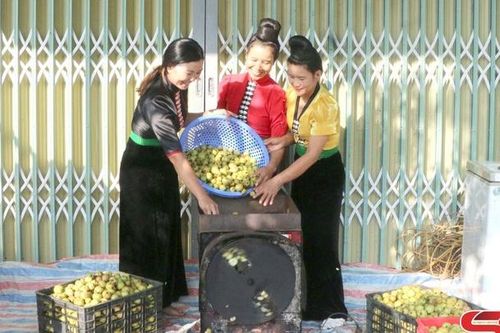 Giải pháp tìm đầu ra cho quả sơn tra