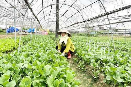 Phát triển nông nghiệp công nghệ cao theo hướng nào? (bài 5)