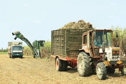 Mía Đường Sơn La chia cổ tức tiền mặt lên 150%