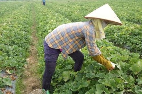 Du lịch Sóc Sơn 'hút' khách từ nông sản địa phương