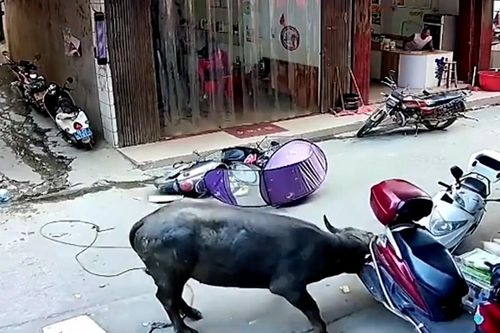 Trâu 'điên' lao vào khu dân cư, húc đổ hàng loạt xe máy
