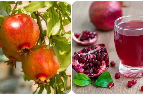 Điều gì sẽ xảy ra với cơ thể nếu mỗi ngày ăn một quả lựu?