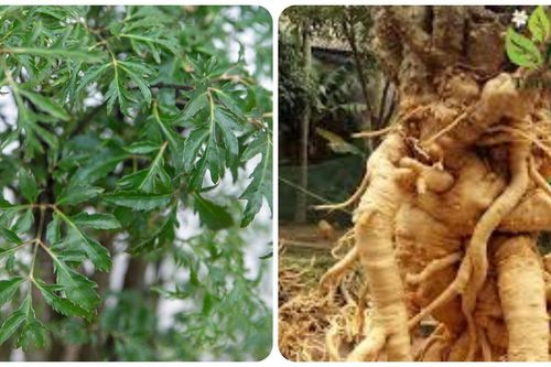 Tác dụng chữa bệnh từ cây đinh lăng