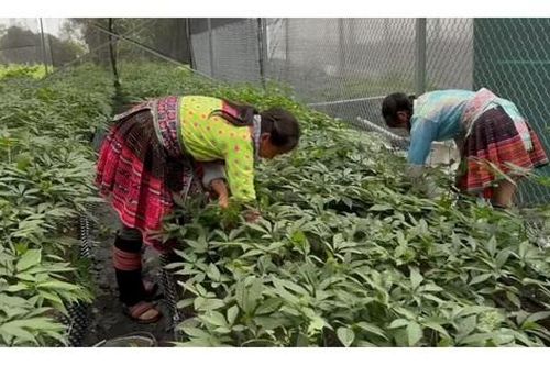 Lai Châu: Phát triển bền vững nguồn tài nguyên dược liệu