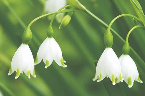 Hạt giống gieo trong mùa vui
