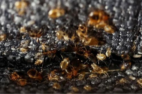 Thảm họa nước Pháp!