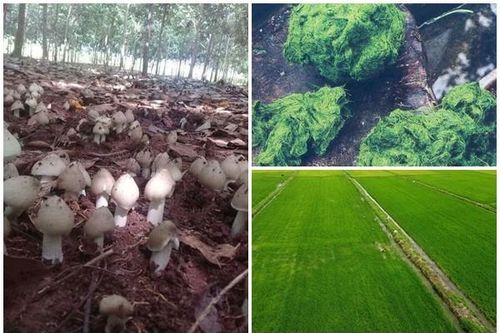 3 đặc sản trời cho giúp nông dân 'hốt bạc'