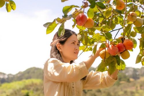 Có một mùa hồng 'thắp lửa' cao nguyên
