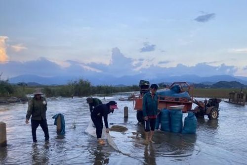 Lúa phải bỏ vì chìm trong nước lũ, dân ngậm ngùi lo cơm gạo ngày mai