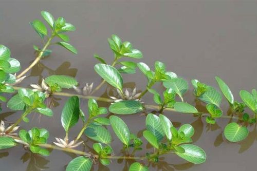 Loại rau mọc dại, trước cho lợn ăn, nay thành đặc sản