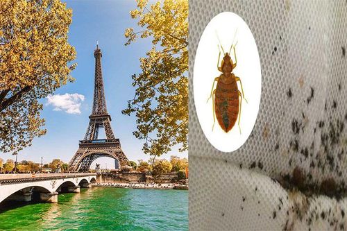 Nước Pháp 'đau đầu' xử lý vấn nạn rệp hoành hành ở Paris