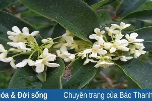 Mộc hương thương nhớ
