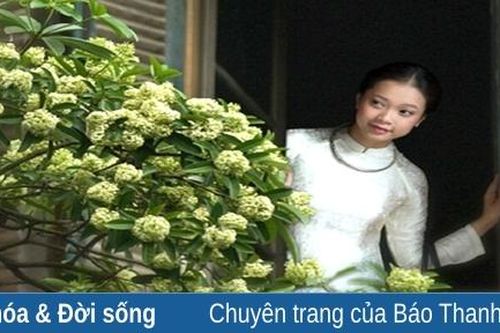 Thoảng thơm hương hoa sữa đầu mùa