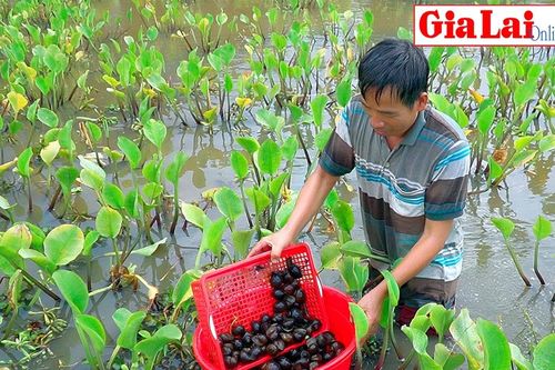 Đầu tư ít, lợi nhuận cao từ nuôi ốc bươu đen